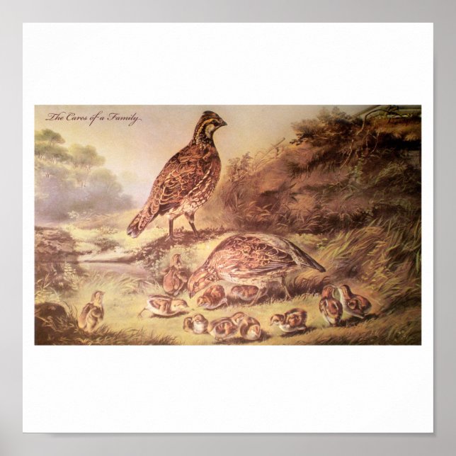 Quail Poster-Familie Poster (Vorne)