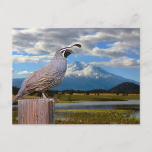 QUAIL UND MT SHASTA POSTKARTE