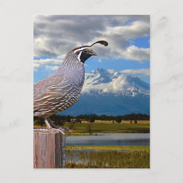 QUAIL UND MT SHASTA POSTKARTE (Vorderseite)