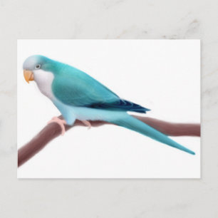 Quaker Parakeet Postcard Postkarte