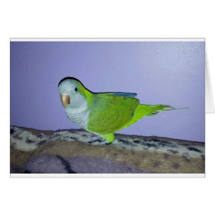 Quaker Parrot