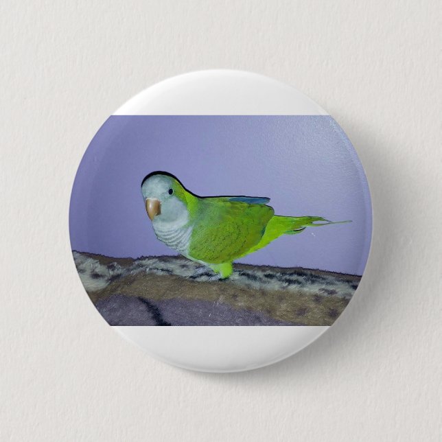 Quaker Parrot Button (Vorderseite)