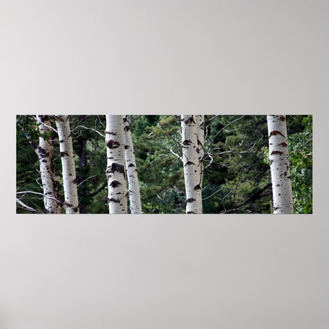 Quaking Aspen, Grand Teton Nationalpark Poster (Vorne)