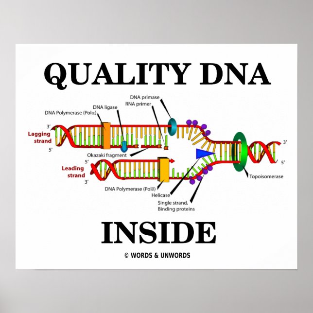 Qualitäts-DNA-Inside (DNA-Replikation) Poster (Vorne)
