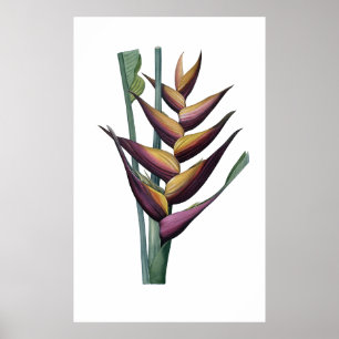 QUALITÄTSDruck für Heliconia Poster