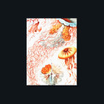 Qualle, Discomedusae von Ernst Haeckel Leinwanddruck<br><div class="desc">Quallen,  Discomedusae Scheibenquallen von Ernst Haeckel Canvas Print</div>
