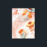 Qualle, Discomedusae von Ernst Haeckel Leinwanddruck<br><div class="desc">Quallen,  Discomedusae Scheibenquallen von Ernst Haeckel Canvas Print</div>