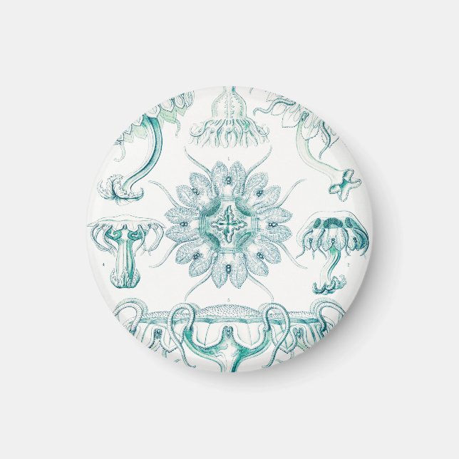 Qualle, Discomedusae von Ernst Haeckel Magnet (Vorne)