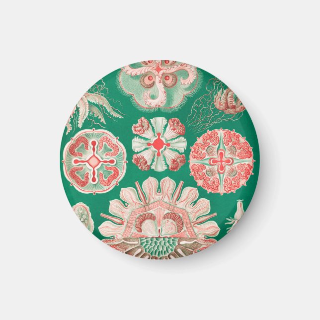 Qualle, Discomedusae von Ernst Haeckel Magnet (Vorne)