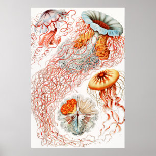 Qualle, Discomedusae von Ernst Haeckel Poster