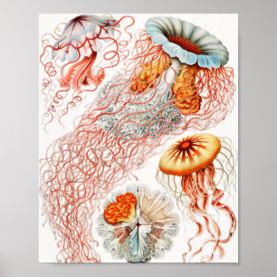 Qualle, Discomedusae von Ernst Haeckel Poster