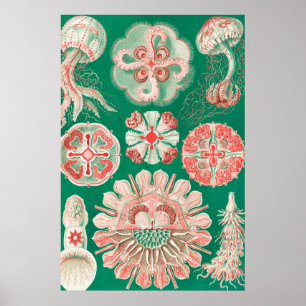 Qualle, Discomedusae von Ernst Haeckel Poster