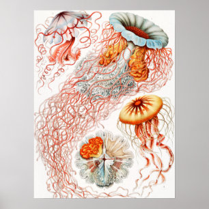 Qualle, Discomedusae von Ernst Haeckel Poster