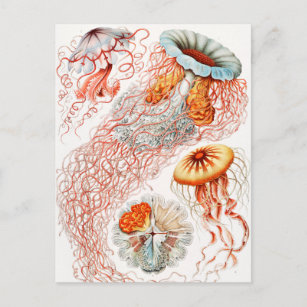 Qualle, Discomedusae von Ernst Haeckel Postkarte