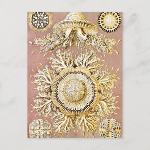 Qualle, Discomedusae von Ernst Haeckel Postkarte