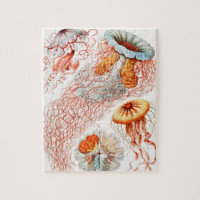 Qualle, Discomedusae von Ernst Haeckel