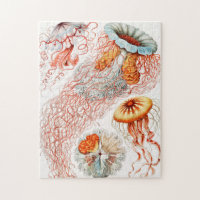 Qualle, Discomedusae von Ernst Haeckel
