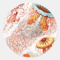 Qualle, Discomedusae von Ernst Haeckel