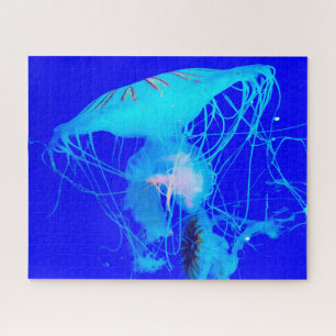 Qualle Puzzle