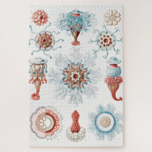 Qualle, Seeteufel, Siphonophorae Staatsquallen Puzzle