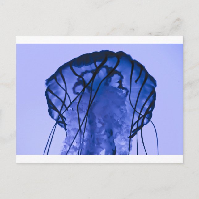 Quallen auf blau postkarte (Vorderseite)