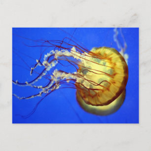 Quallen auf der Blue Postcard schwimmen Postkarte