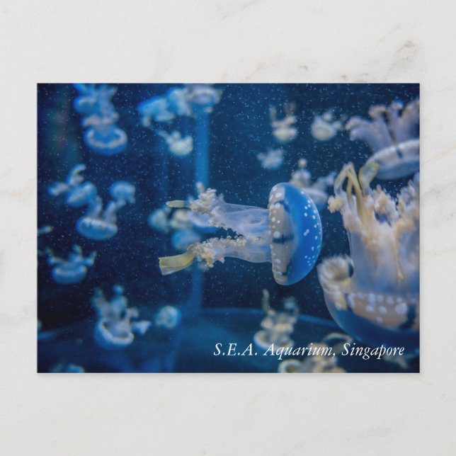 Quallen bei S.E.A. Aquarium Singapur Postkarte (Vorderseite)