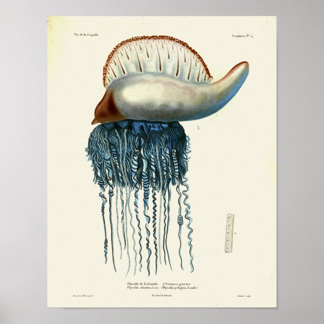 Quallen Blaues Vintages Meer Kreaturen Art Print Poster (Vorne)