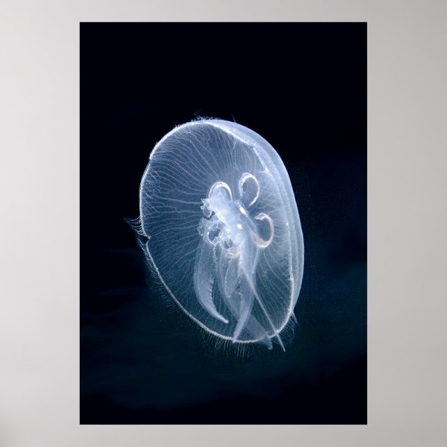Quallen Bright Translucent Blue Portrait Poster (Vorne)