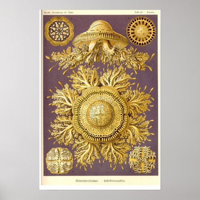 Quallen - Discomedusae - Ernst Haeckel Poster (Vorne)
