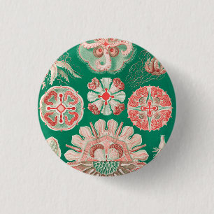 Quallen, Discomedusae von Ernst Haeckel Button
