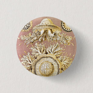 Quallen, Discomedusae von Ernst Haeckel Button