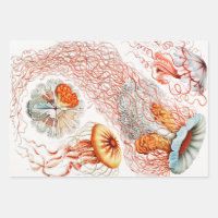 Quallen, Discomedusae von Ernst Haeckel