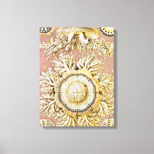 Quallen, Discomedusae  von Ernst Haeckel Leinwanddruck