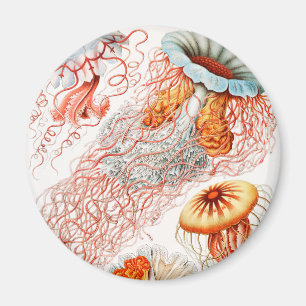 Quallen, Discomedusae von Ernst Haeckel Magnet