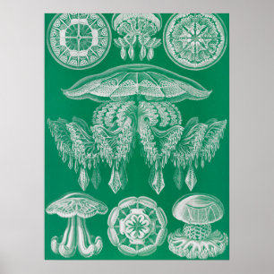 Quallen, Discomedusae von Ernst Haeckel Poster