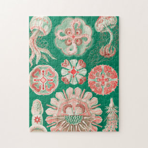 Quallen, Discomedusae von Ernst Haeckel Puzzle