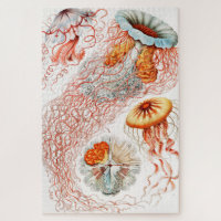 Quallen, Discomedusae von Ernst Haeckel