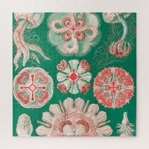 Quallen, Discomedusae von Ernst Haeckel Puzzle