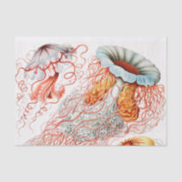 Quallen, Discomedusae von Ernst Haeckel