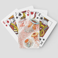 Quallen, Discomedusae von Ernst Haeckel