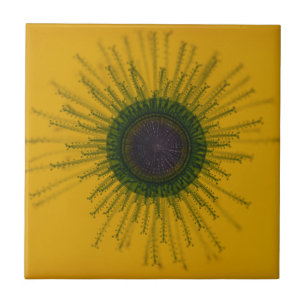 Quallen-Fliese Fliese