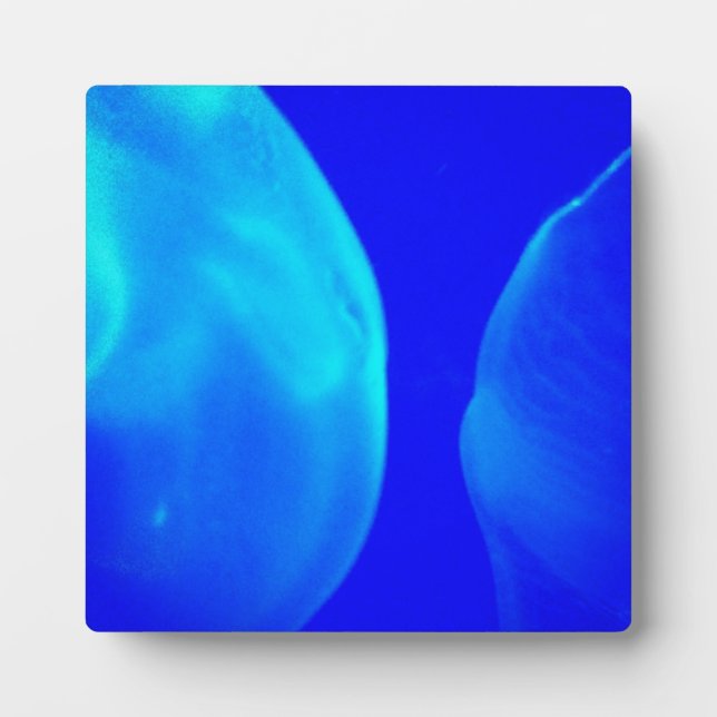 Quallen Fotoplatte (Vorderseite)