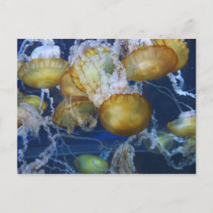 Quallen im Aquarium Postkarte