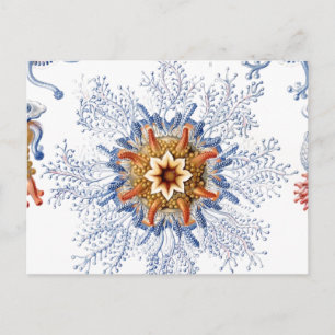 Quallen in Orange und Blue Postkarte