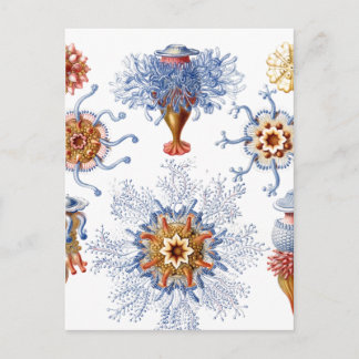 Quallen in Orange und Blue Postkarte