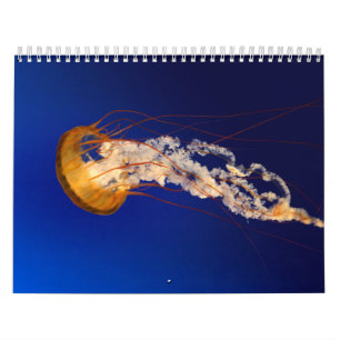 Quallen Kalender