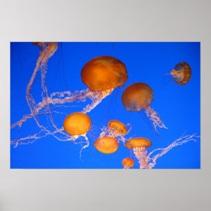 Quallen Poster