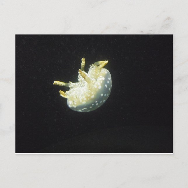 Quallen Postkarte (Vorderseite)