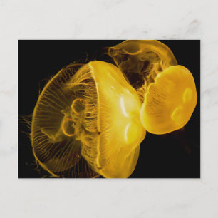 Quallen Postkarte